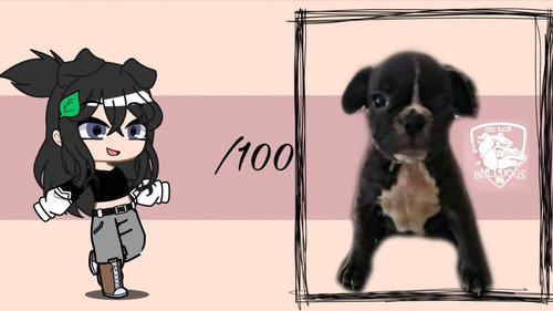 Bulldog Francês
