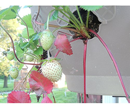 Últimas Cestas Colgantes Tomatera De Fresa Y Macetas De Hier
