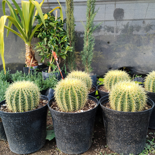 Cactus Dorado Asiento De Suegra 15cm Diametro.