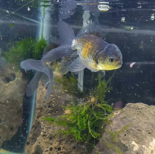 Goldfish Oranda Blue Platino! Hermoso - Peces Agua Fria