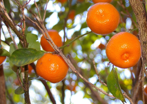 Calamondin  Mandarina China Arbol Citrofortunella Mitis 1.2m