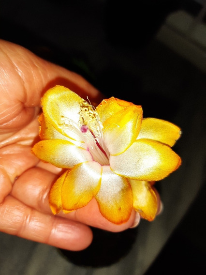 Muda De Flor De Maio Amarela | MercadoLivre 📦
