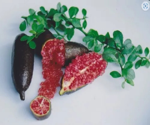Limón Rojo Diablo, Porducción Rápida
