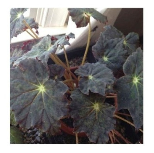 Begonia Negra 50 Semillas Como Polvo Rojo Sdqro2 | Meses sin intereses