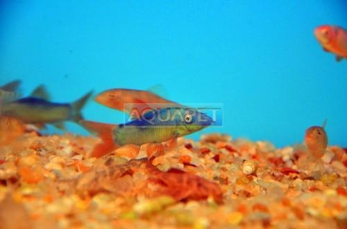 Peixe Botia Azul ( Yasuhikotakia Modesta)