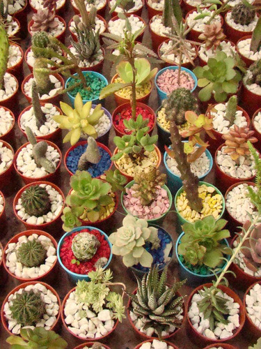 Cactus Y Crasas En Maceta N 6 C/piedritas - Souvenirs