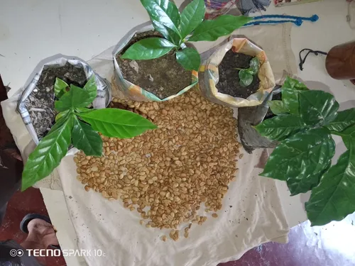 Semillas De Café Caturra