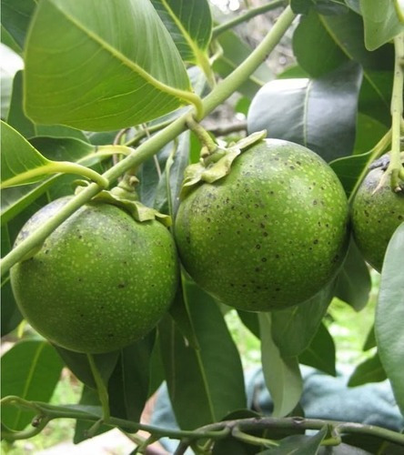 Árbol De Zapote Negro