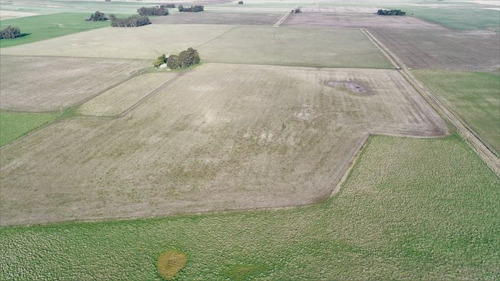 Imagen 6 de 28 de Campo 39 Has. Agrícolas Con Mejoras - Zona Dos Naciones
