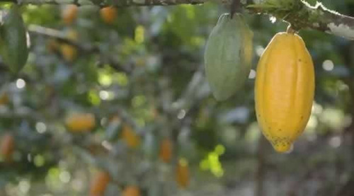 Imagem 2 de 30 de Fazenda De Cacau, Látex E Mogno No Brasil - Cidade Ituberá-ba - 7654