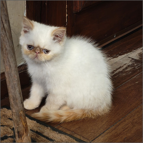 Gatito Persa Himalayo Red Point Gato Exotico Pelo Corto Mach Blanco