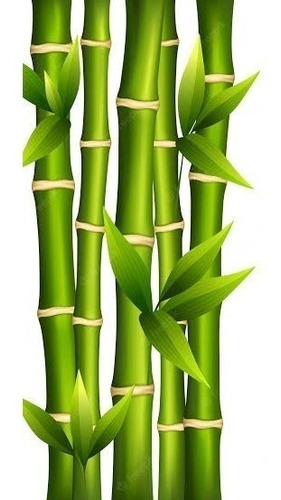2 Mudas Bambu Ferro - Dendrocalamus Strictus