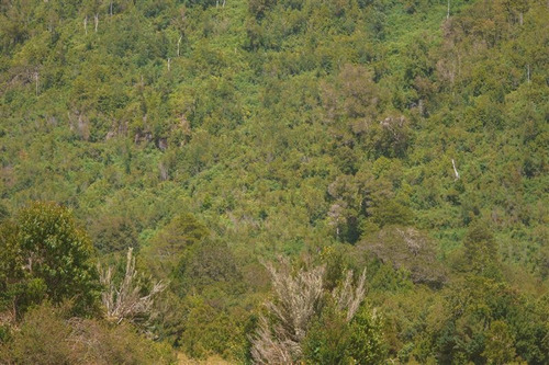 Imagen 2 de 6 de Agrícola En Venta En Cochamo