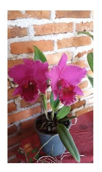 Mudas Orquideas Cattleya Vermelha | MercadoLivre 📦