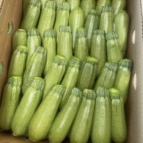 Semilla F1 Calabaza Zucchini Huerto Urbano