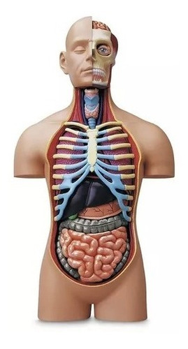 Imagen 2 de 8 de 4d Cuerpo Humano Modelo Anatómico 626301