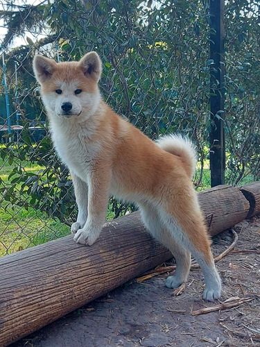 Akita Inu - Criadero Sayama Omi