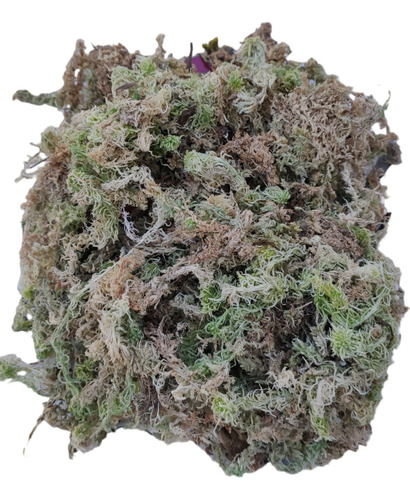Kit 6 Litros Musgo Esfagno Orgânico Orquídeas Sphagnum