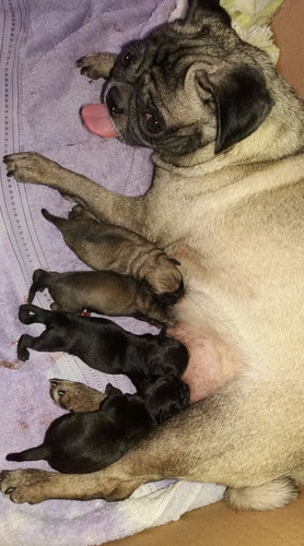 Vendo Hermosos Pug Negro Y Beige Macho Y Hembras