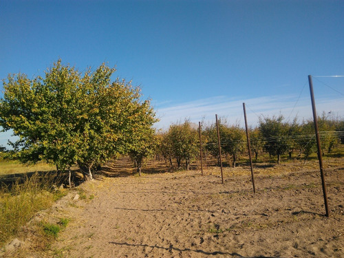 Imagen 11 de 14 de Finca 10 Has. G Alvear Mendoza. 100% En Producción. Excelente Casa Amplia. Podría Considerar Alguna Permuta Que No Sea Inmueble. Precio Conversable.