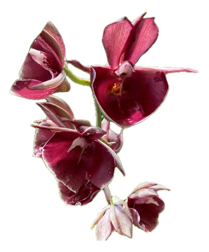 Orquídea Exótica Catasetum Pileatum Imperiale Pierre Couret