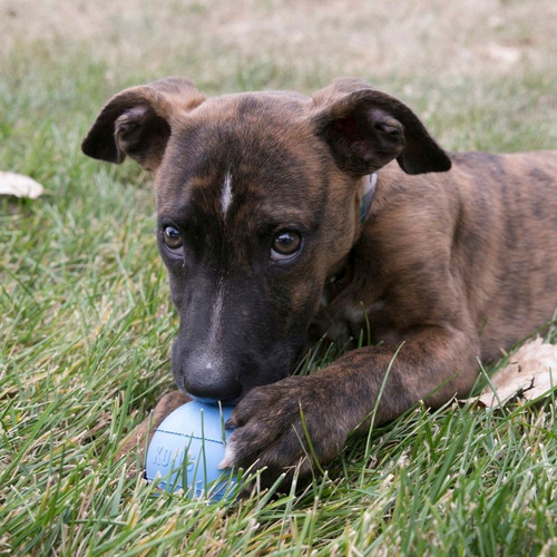 Imagen 3 de 9 de Kong Puppy Ball Small Juguete Perros Cachorros Pelota