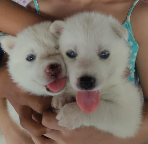 Cachorros Husky Siberianos Blancos Ojos Azules