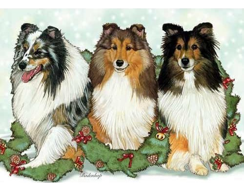 Tarjetas De Navidad De Shetland Sheepdog