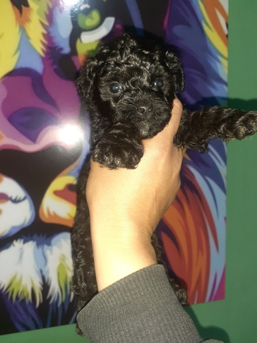 Imagen 6 de 6 de Caniches Negros Prontos Esperando Su Nueva Familia