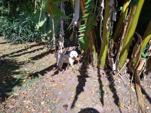 Imagen 5 de 9 de Pensionado Guarderia Canina_ Experiencia_seguridad_atención