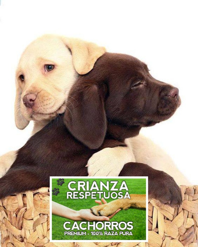 Labrador Retriever Puros Con Cobertura Medica Por 18 Meses