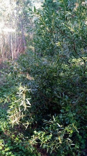 Imagen 3 de 5 de Terreno En Venta En Mar Azul