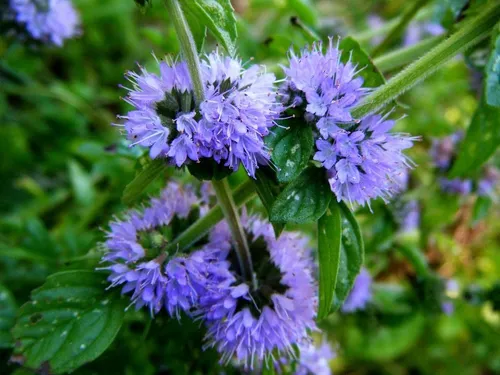 comprar Semilla Hierba Aromatica Menta Pulegium Menta Poleo 