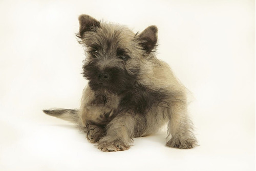 Cairn Terrier Cachorro Disponible Terrier Cairn Dog