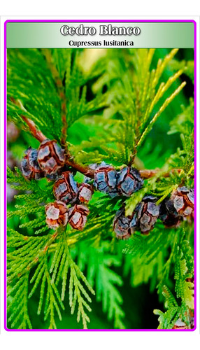 Semillas De Cedro Blanco (cupressus Lusitanica)