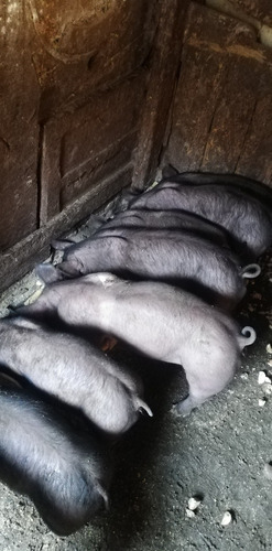 Venta De Lechones San Juan De Miraflores Panplona Alta
