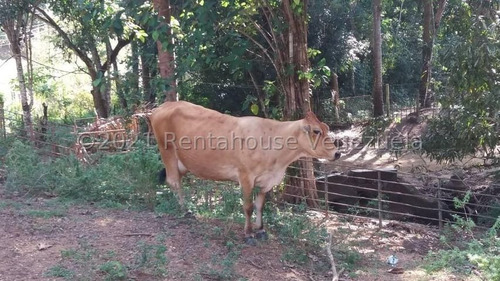 Imagen 10 de 15 de Finca En Venta Tinaquillo Cojedes Gav