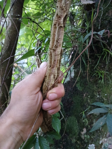 Muda De Sipó Mil Homens