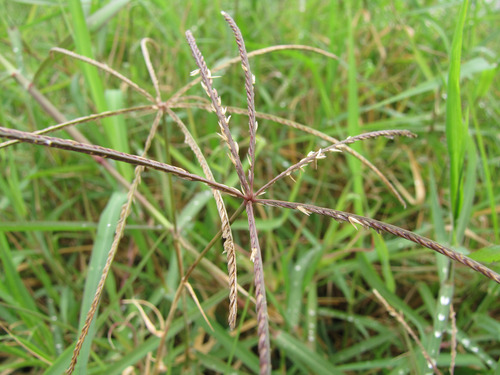 1kg De Semillas De Pasto Estrella Africana, Mejorado