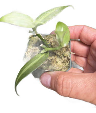 Bio Orquídea Vainilla Real, Planta Rápido Crecimiento.