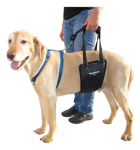 Soporte Arnes Y Rehabilitacion Gingerlead Para El Perro, Med