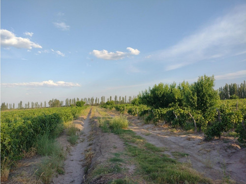Vendo Finca Viñedos San Rafael Las Paredes