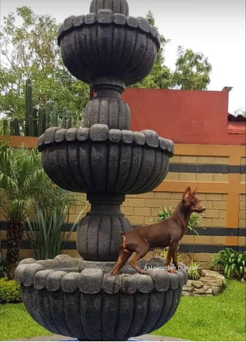 Pinscher Miniatura Macho Sepia 