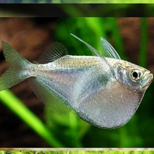 Pez Hacha - Peces Tropicales - Comunitarios - Plantados Negro