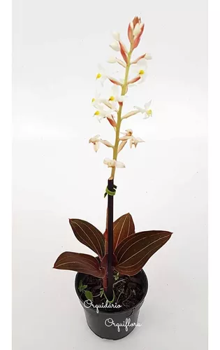Orquídea Pipoca Ludisia Discolor Planta Adulta Natural