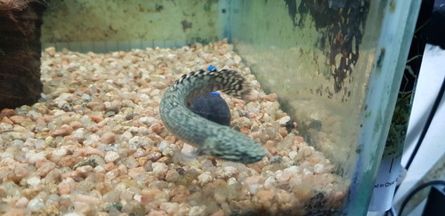 Pez Dragón Polypterus Ornatipinnis 7 Cm