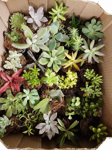 Imagen 9 de 10 de Suculentas Y Cactus 30pz. Más Costo De Envío.