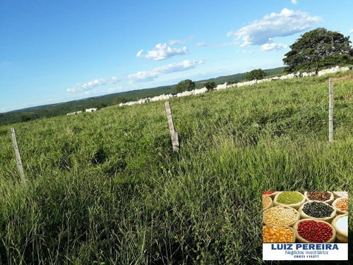 Imagem 1 de 8 de Fazenda À Venda Em Camapuã - Ms - De 865 Hectares (pecuária) - 1674