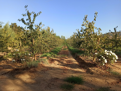 Campo, Agrícola, En Venta, 80 Ha, San Clemente, Reg. Maule