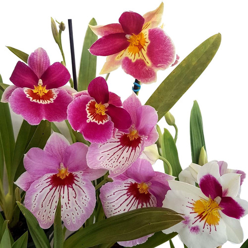 Orquídeas Mudas Adultas! Miltonia Colômbianas Kit 4 Plantas!